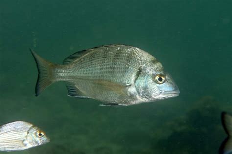 黑色的魚|黑棘鯛